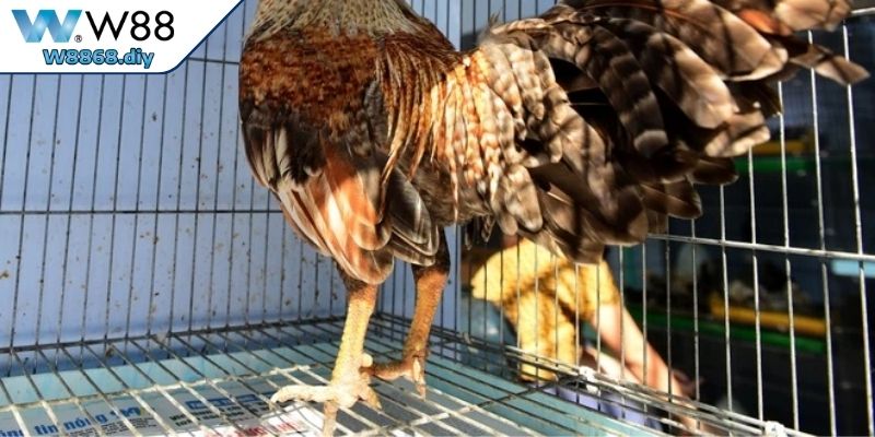 Các Loại Vảy Gà Quý Và Bí Quyết Chọn Chiến Kê Đỉnh Cao 4 Bí quyết chọn chiến kê sở hữu các loại vảy quý chuẩn xác