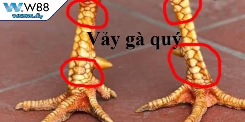 Các Loại Vảy Gà Quý Và Bí Quyết Chọn Chiến Kê Đỉnh Cao 2 Vì sao các loại vảy gà quý được sư kê săn đón?