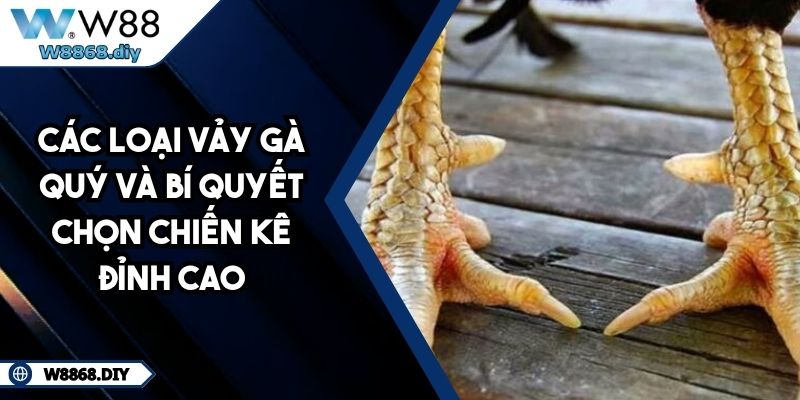 Các Loại Vảy Gà Quý Và Bí Quyết Chọn Chiến Kê Đỉnh Cao 1 Các Loại Vảy Gà Quý Và Bí Quyết Chọn Chiến Kê Đỉnh Cao