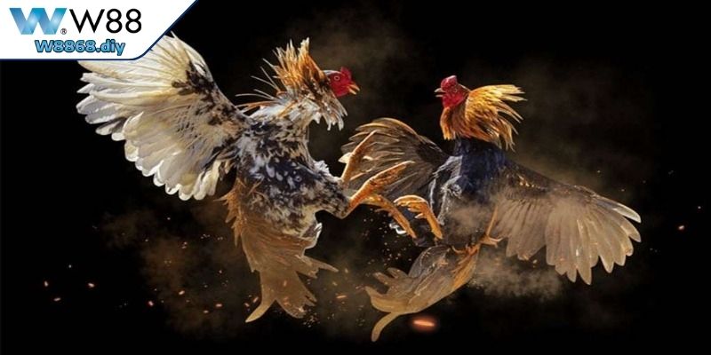 Hình thức đá gà đa dạng